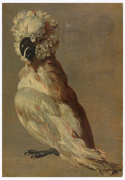 A White-Brown Cockatoo by Unknown